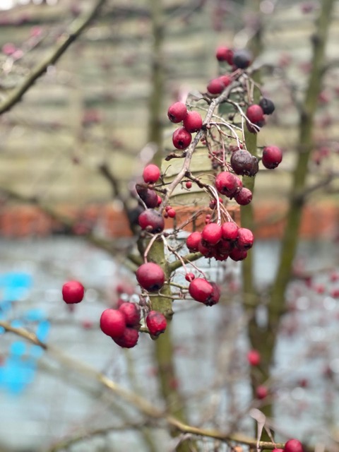 Berries growing in the park for birds and wildlife