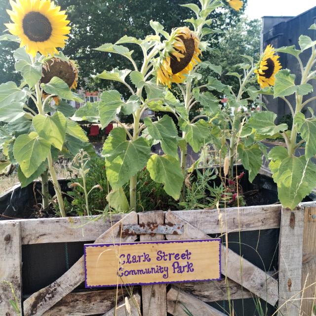 Sunflowers in the Clark Street Community Park planter