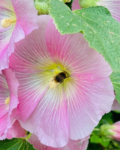 Mixed flowers growing in Clark Street Park