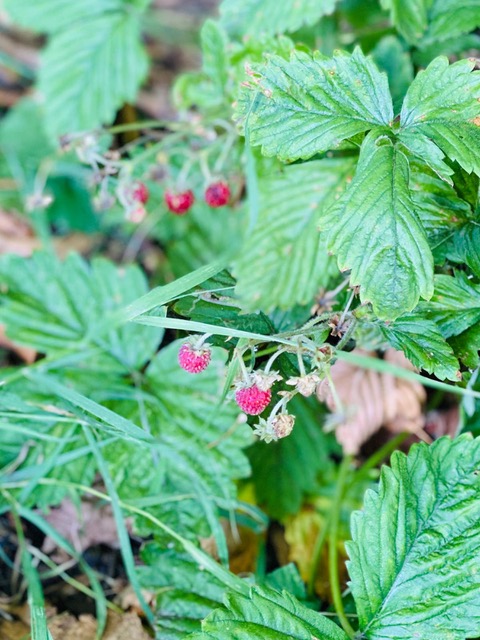 Berry bushes growing in the park