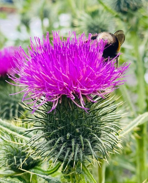 Thistles and seedheads supporting insects and birds