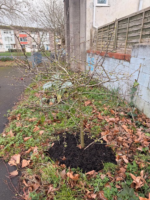 Young tree planted by local residents